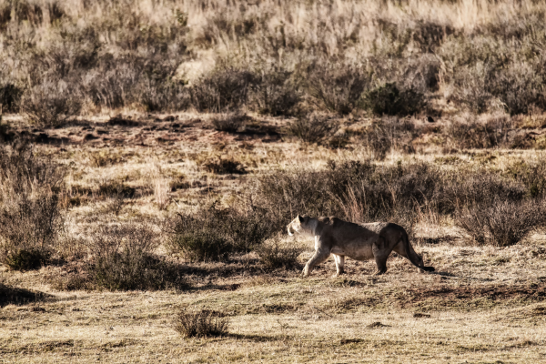 Área da América do Norte: As Mudanças Climáticas e sua Fauna